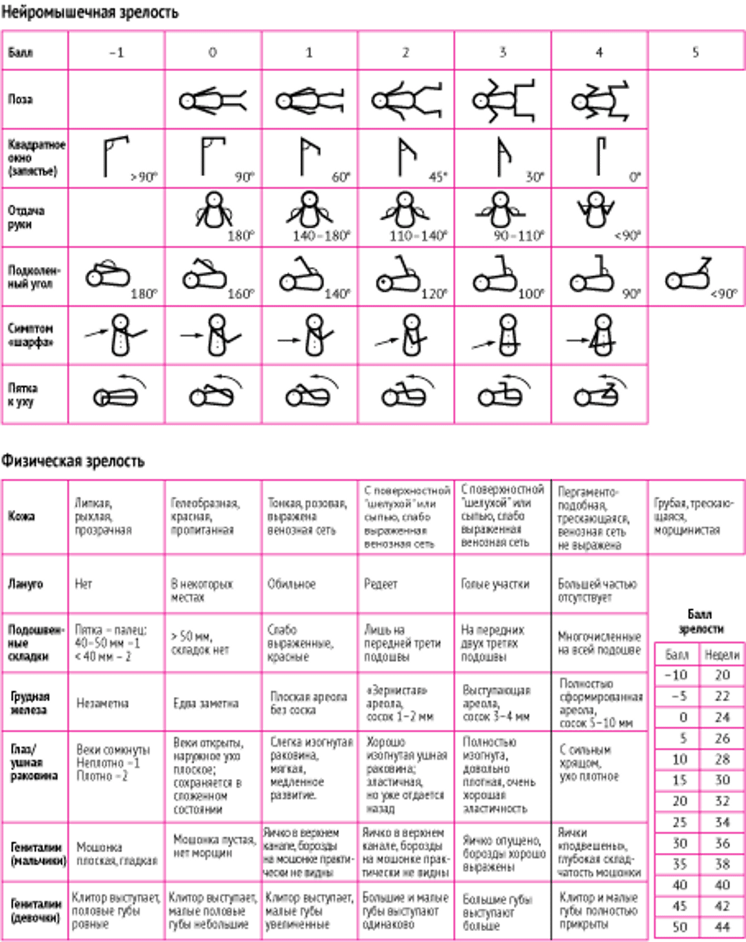 Оценка внутриутробного возраста - новая шкала Баллард