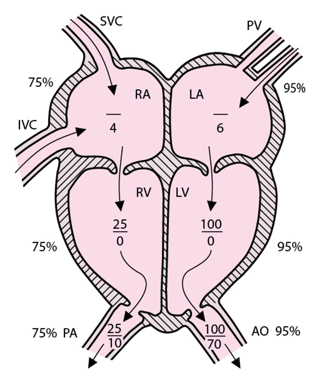Normaler Blutkreislauf mit repräsentativen rechten und linken Herzdrücken (in mmHg)