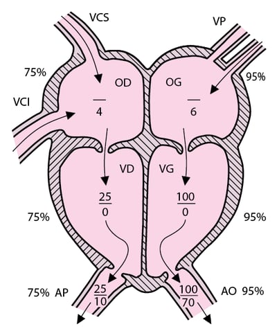 Circulation normale et pressions cardiaques droite et gauche correspondantes (en mmHg)