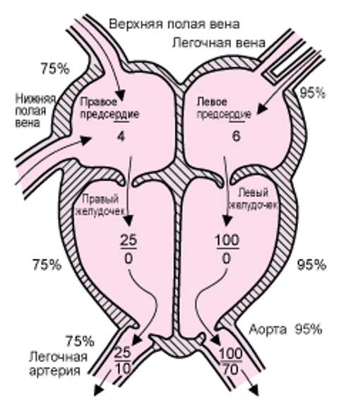 Нормальная циркуляция с репрезентативным правым и левым сердечным давлением (в мм рт. ст.)