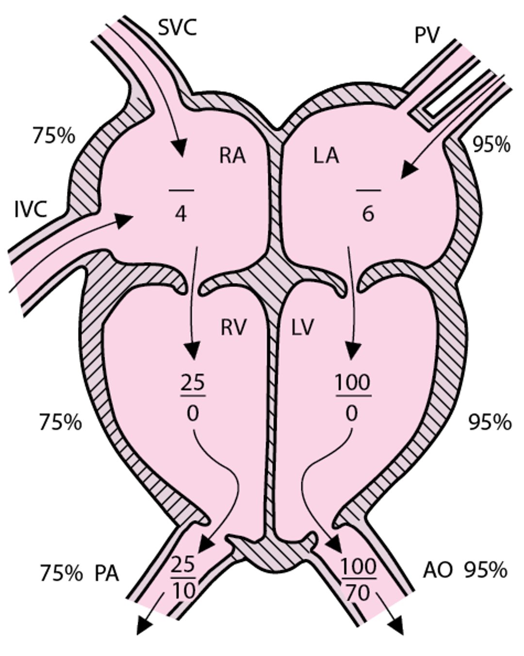 Нормальний кровообіг з репрезентативним тиском у правому та лівому серцях (у мм рт.ст.)