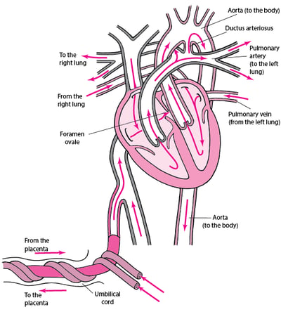 Normal circulation in a fetus