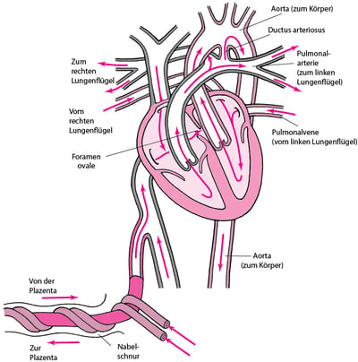 Normale Zirkulation bei einem Fötus