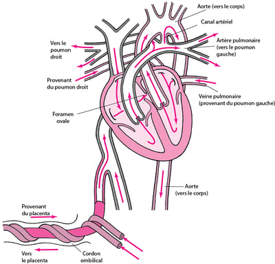 Circulation normale du sang chez le fœtus