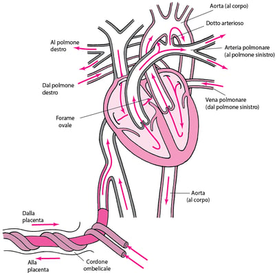 Circolazione normale in un feto