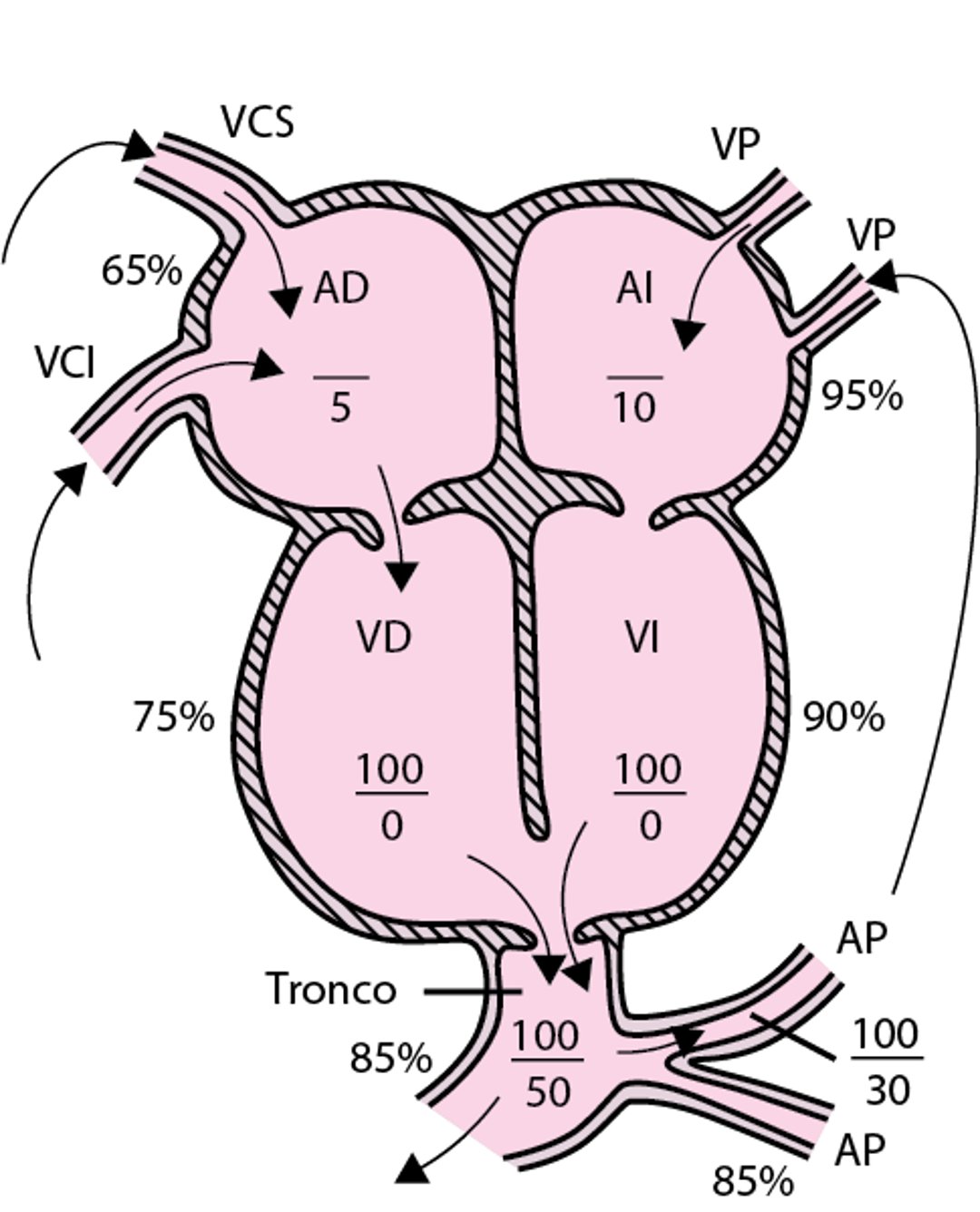 Tronco arterioso
