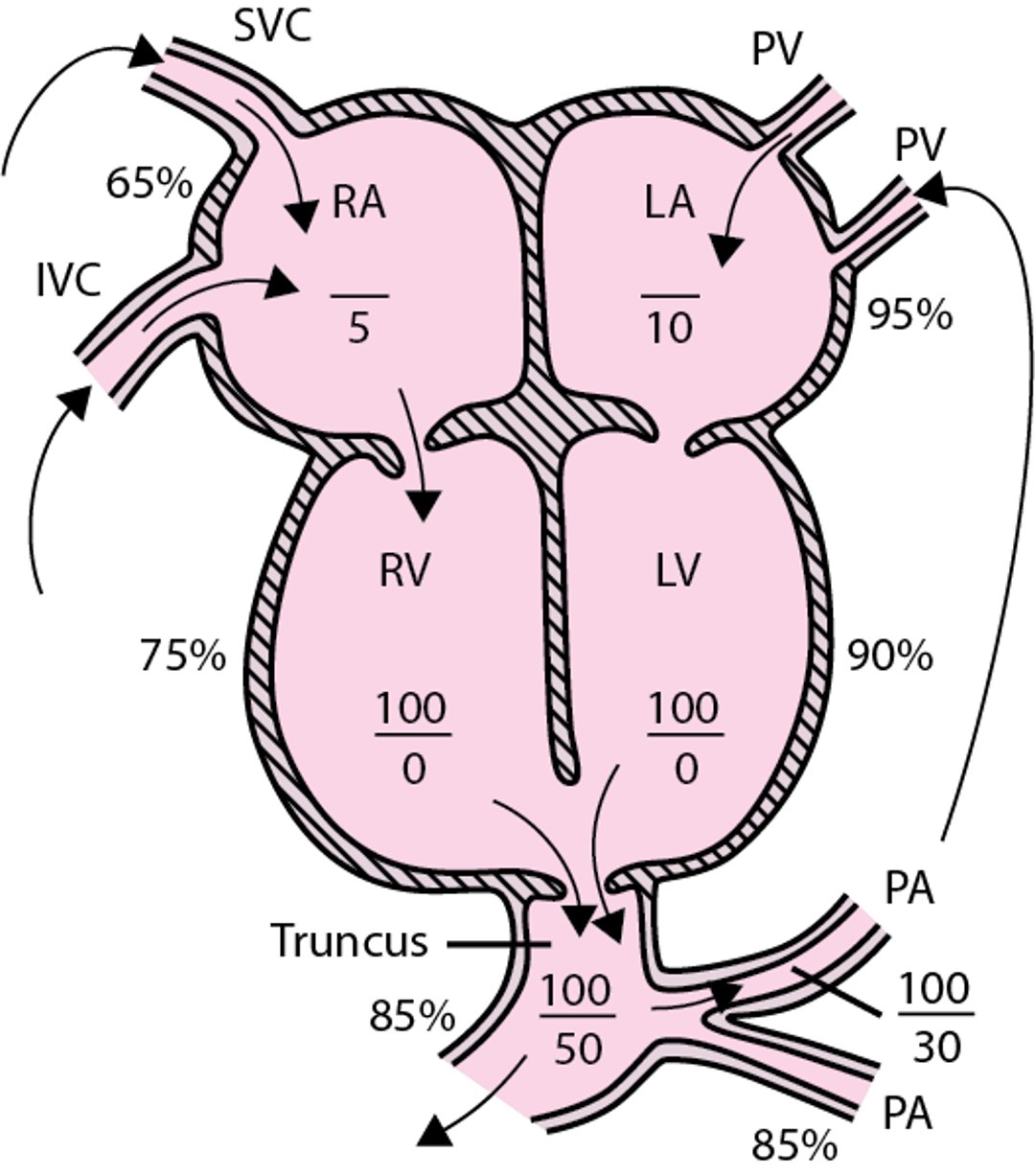 Tronco arterioso