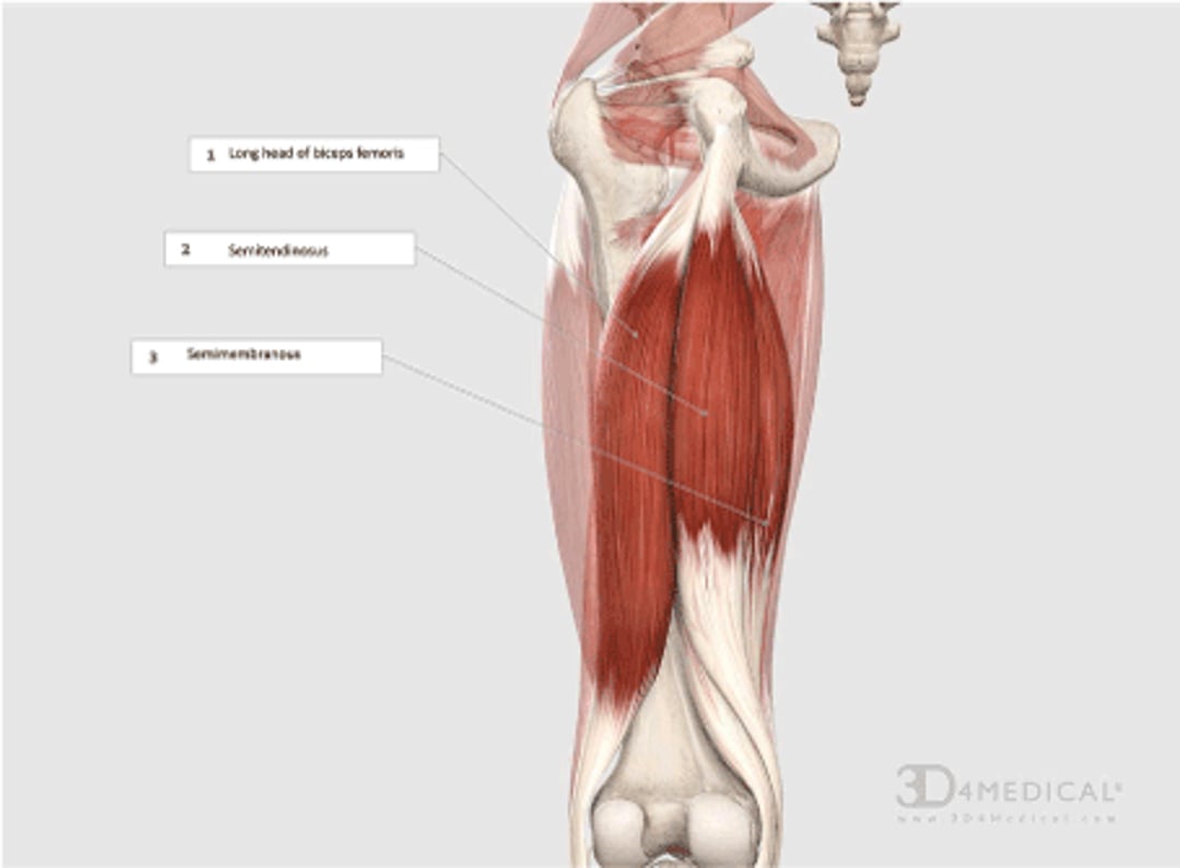 Muscles ischio-jambiers