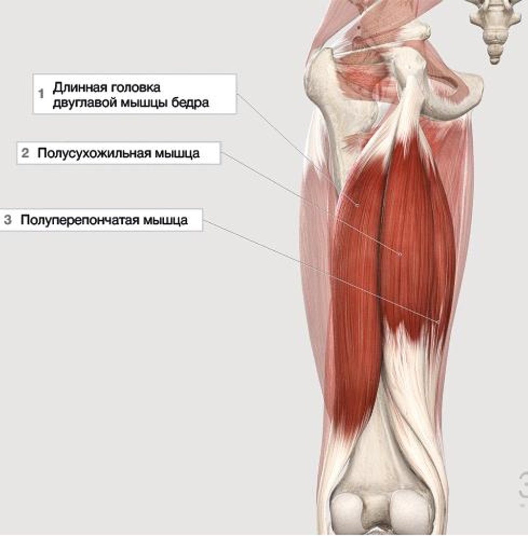 Мышцы подколенного сухожилия