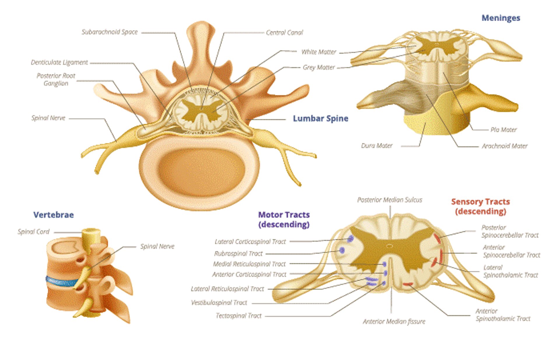 Spinal Cord Anatomy