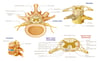 Anatomie de la moelle épinière