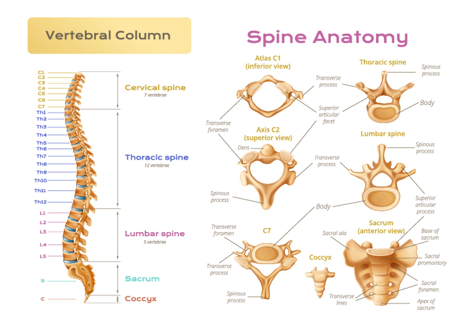 Vertebral Column and Spinal Anatomy