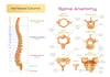 Anatomie de la colonne vertébrale et de la moelle épinière