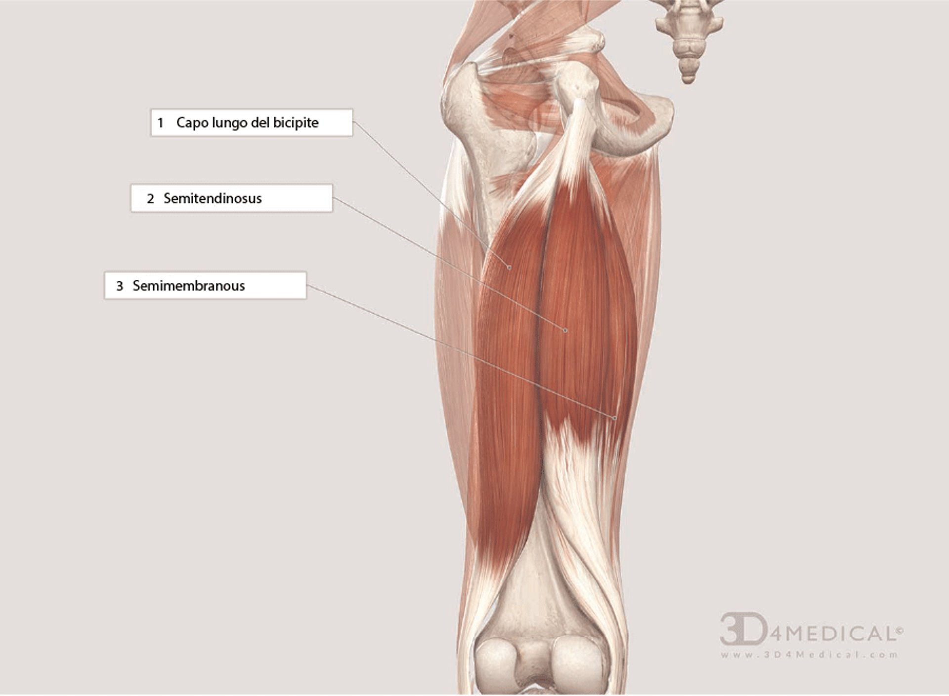 Muscoli ischiocrurali
