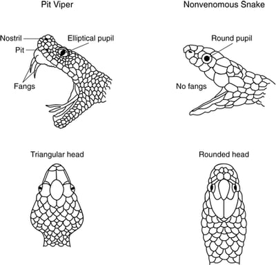 Identifying Pit Vipers