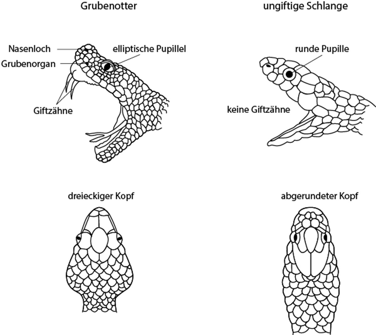 Erkennung von Grubenottern
