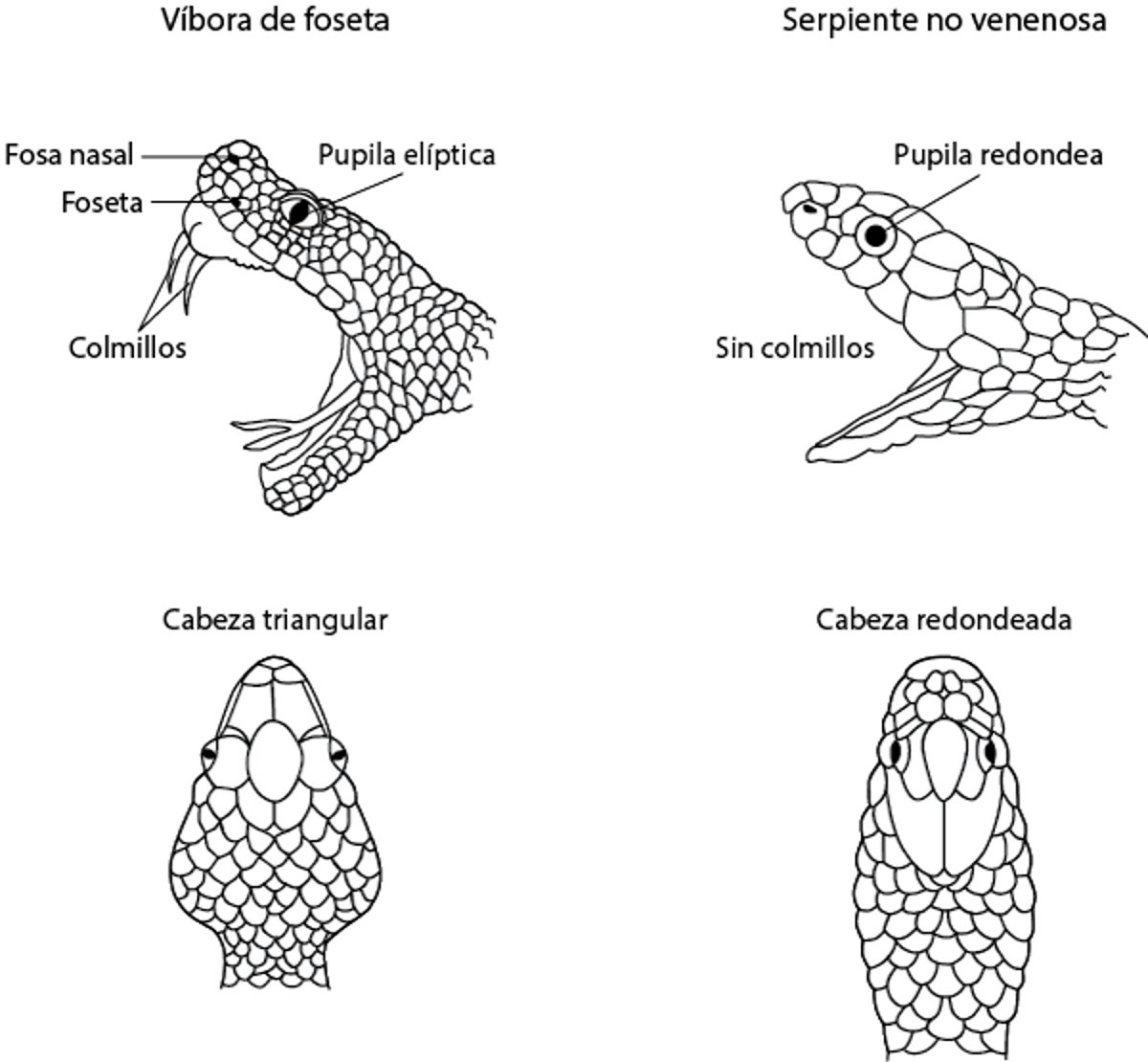 Identificación de las serpientes de foseta