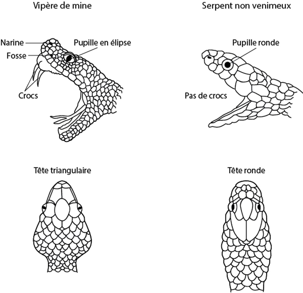Identification des vipères de mine ou de fosse