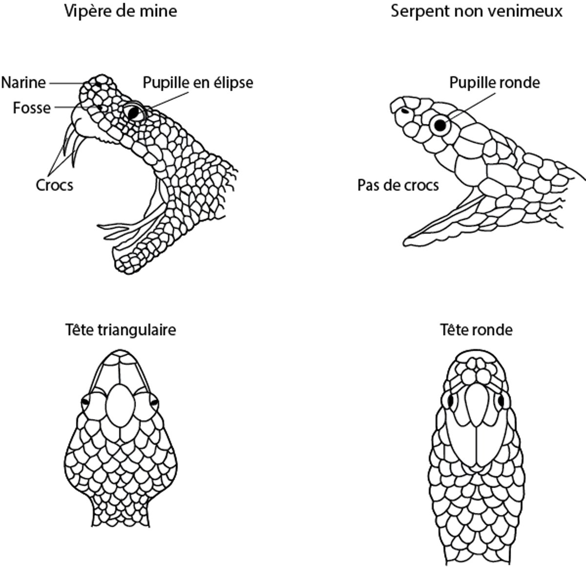 Identification de la pit viper ou vipère de mine ou de fosse
