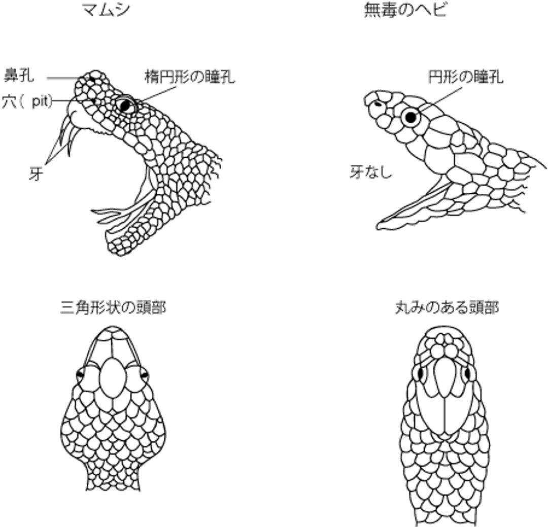 マムシ類の同定