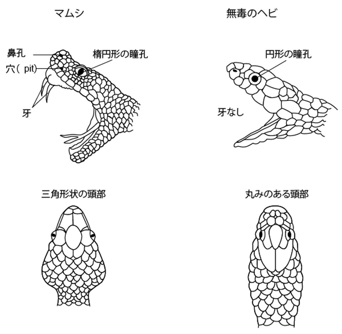マムシ類の同定