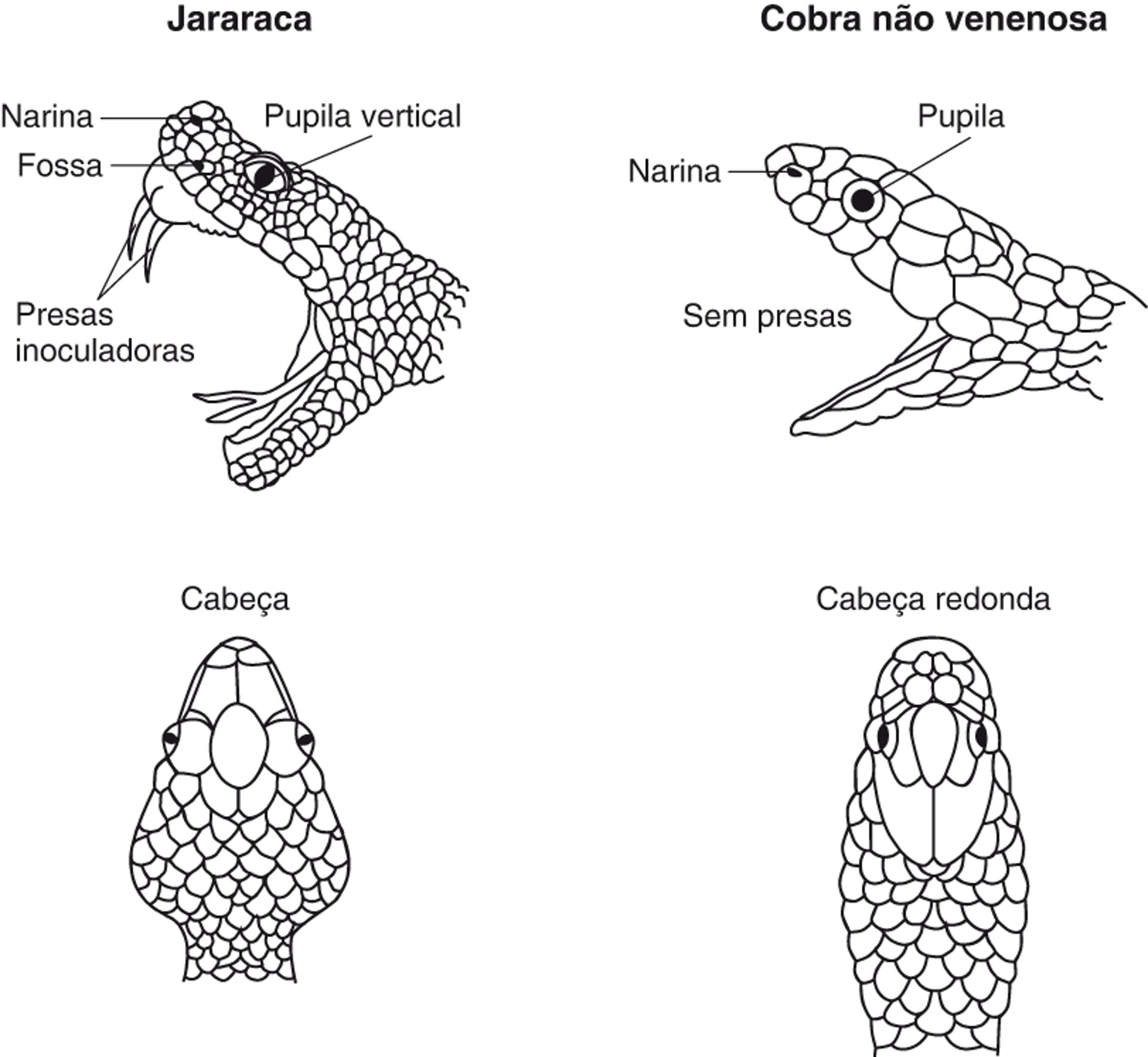 Identificação das víboras de poço
