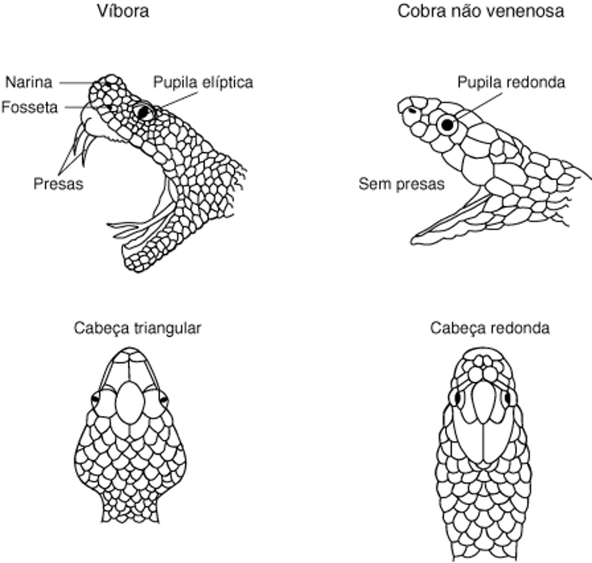 Identificação das víboras de poço