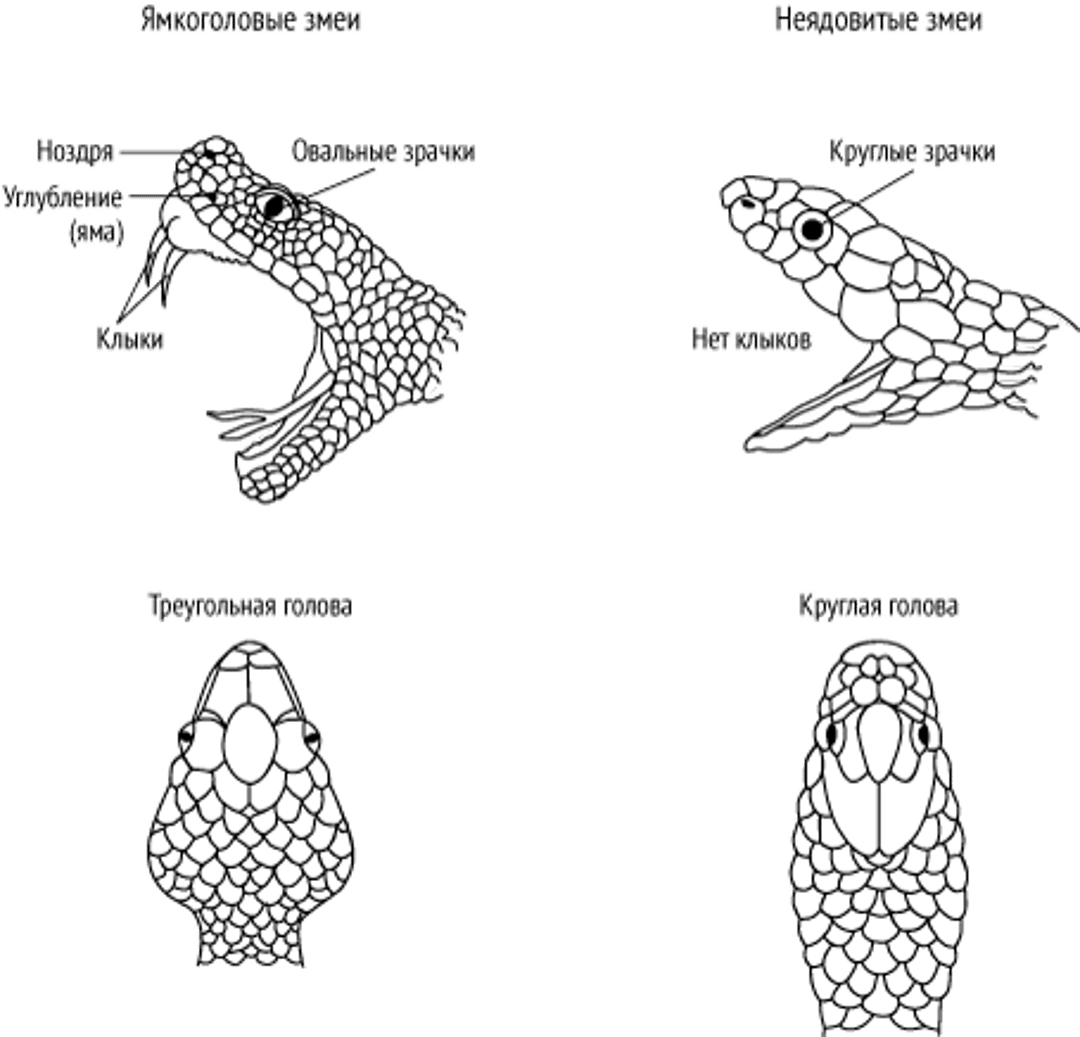 Идентификация ямкоголовых гадюк