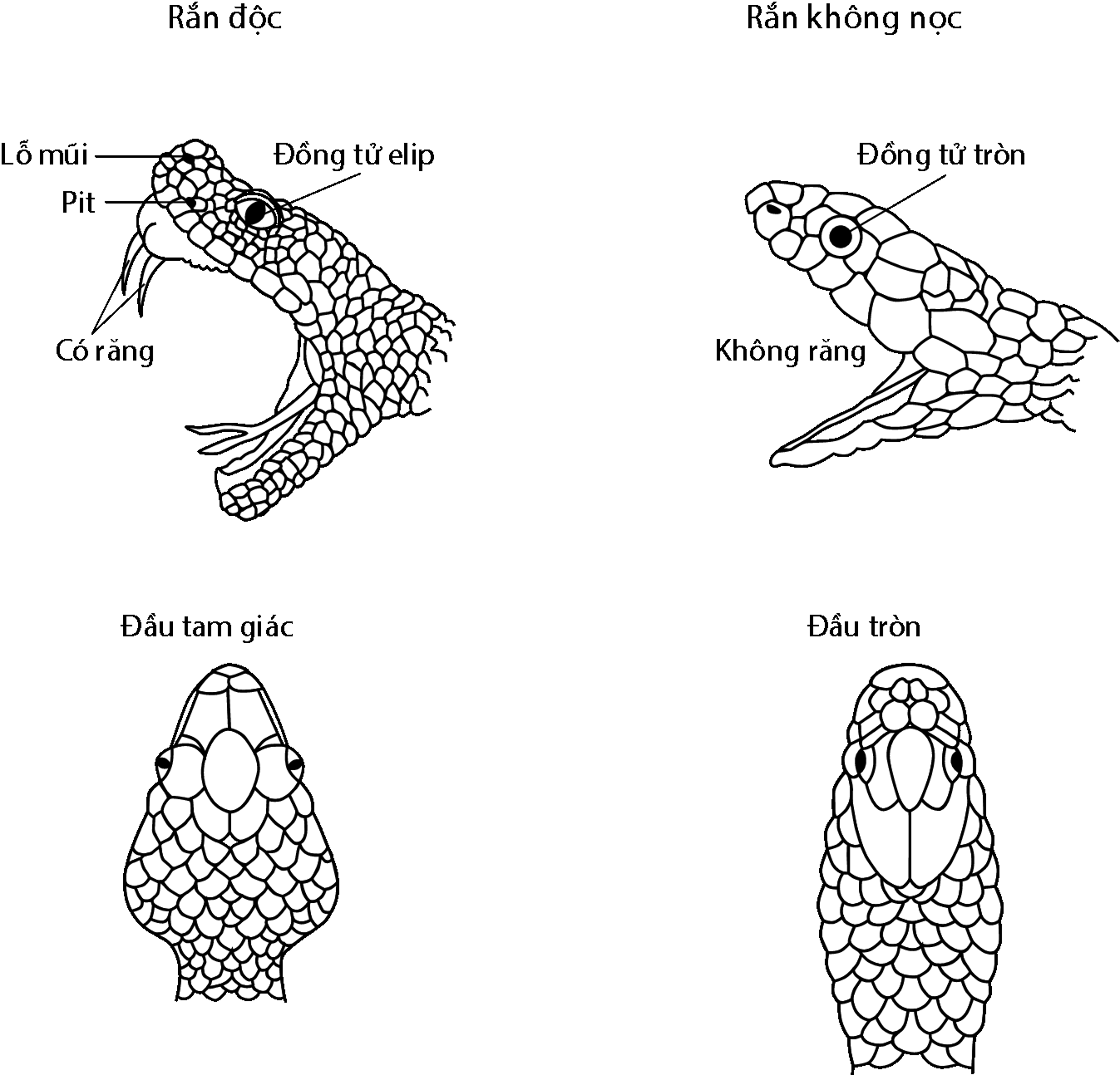 Nhận dạng loài rắn lục Pit Viper