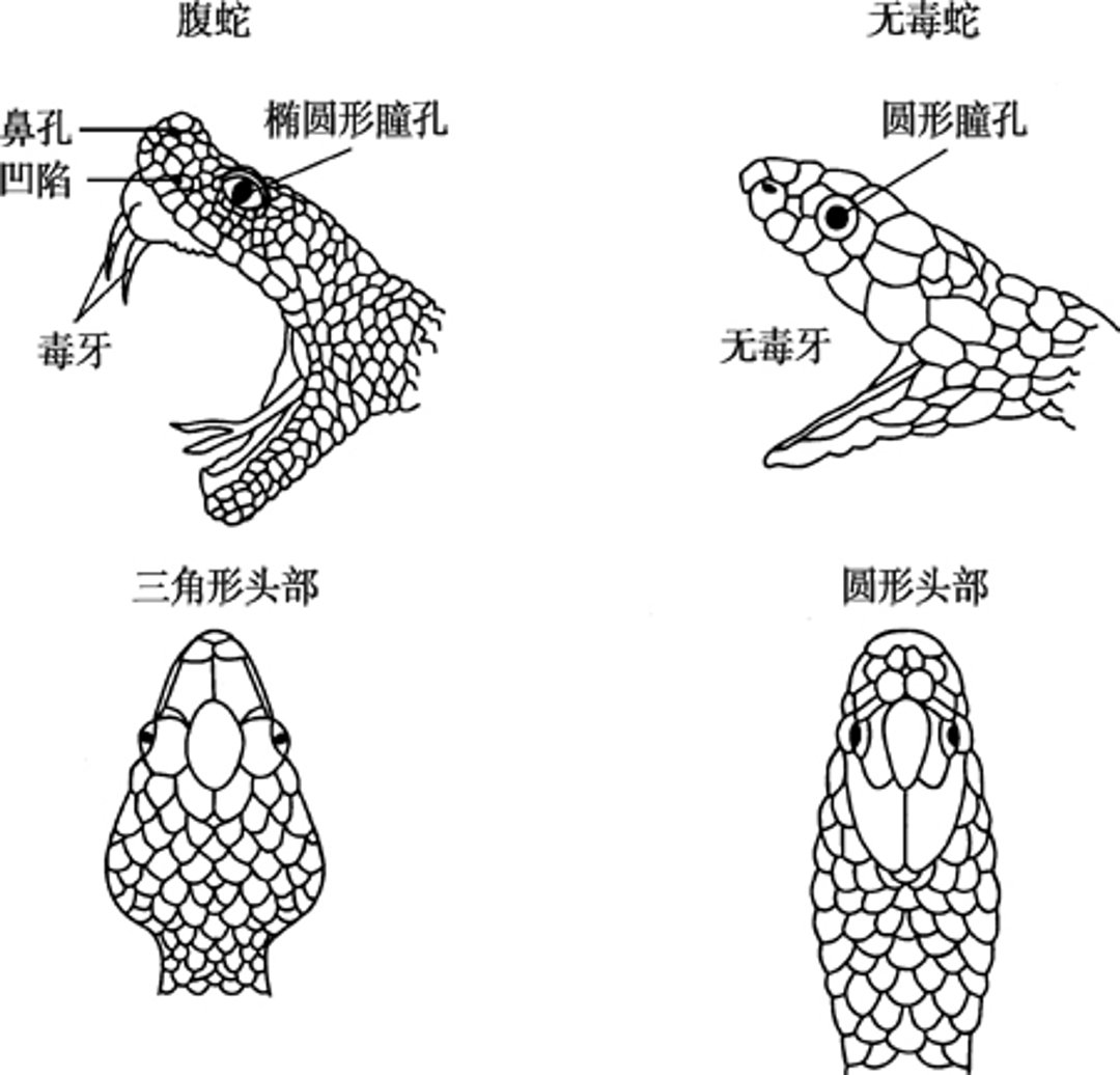 蝮蛇鉴别