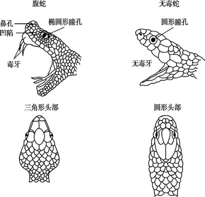 蝮蛇鉴别
