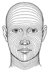 Representative Minimal Skin Tension Lines