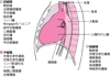 成人における縦隔腫瘤の主な原因