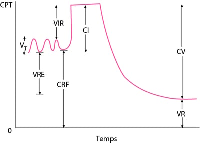 Volumes pulmonaires normaux