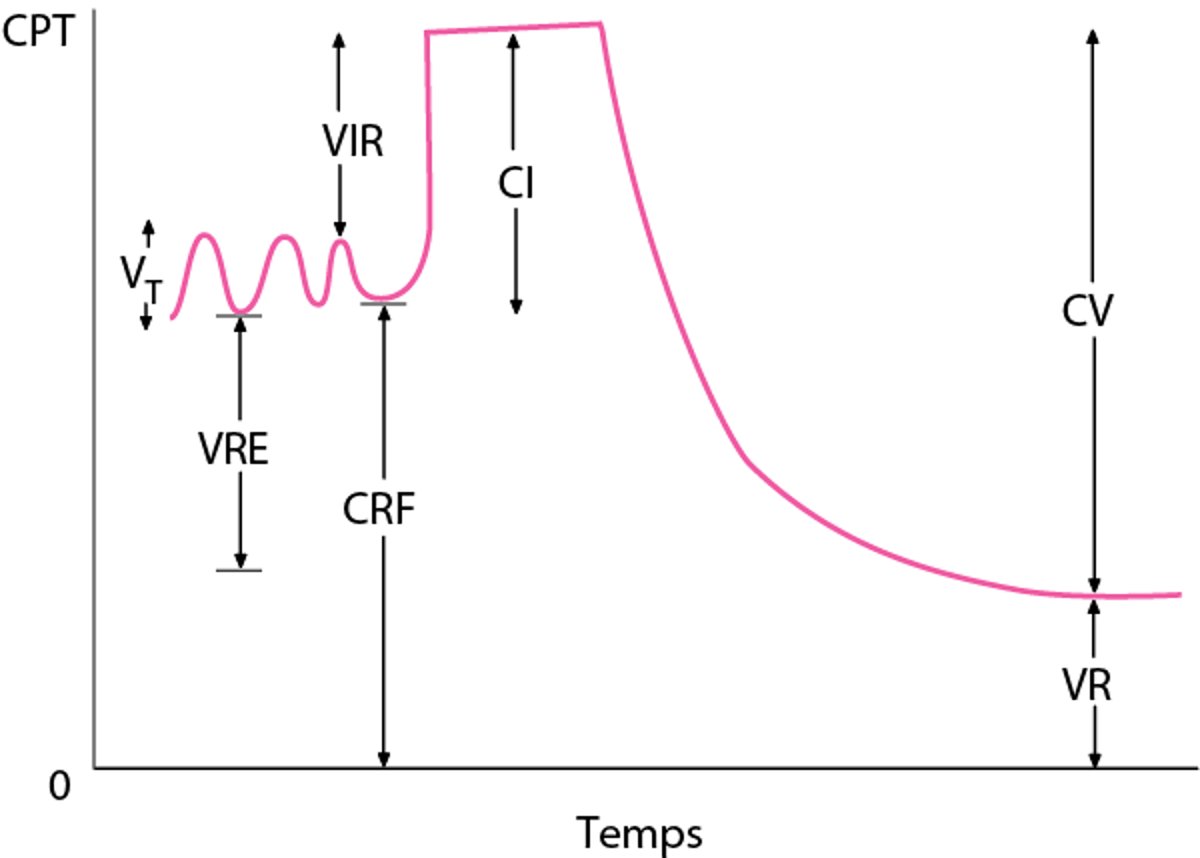 Volumes pulmonaires normaux