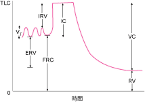 正常な肺気量