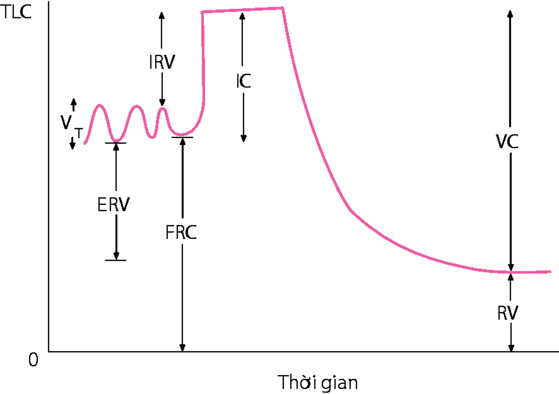 Thể tích phổi bình thường.