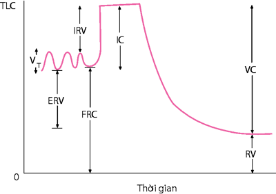 Thể tích phổi bình thường.