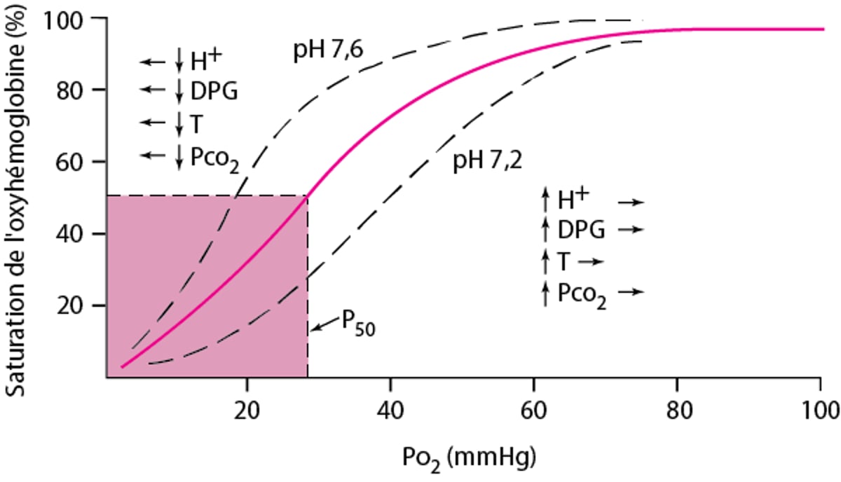 Courbe de dissociation de l'oxyhémoglobine