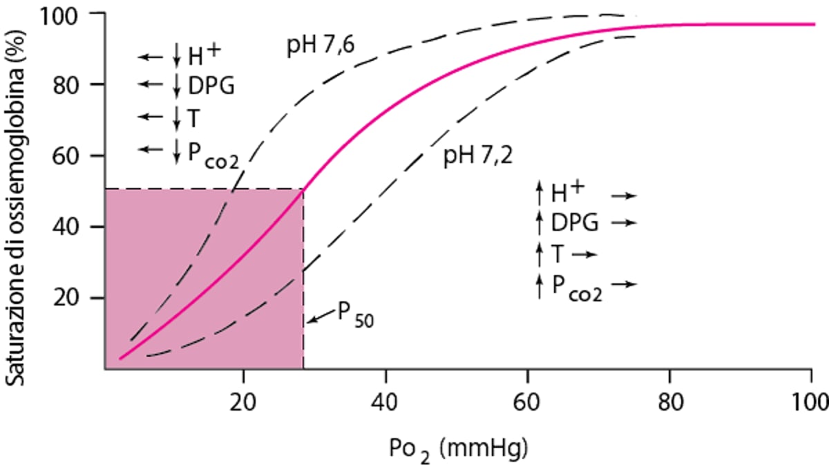 Curva di dissociazione dell'ossiemoglobina