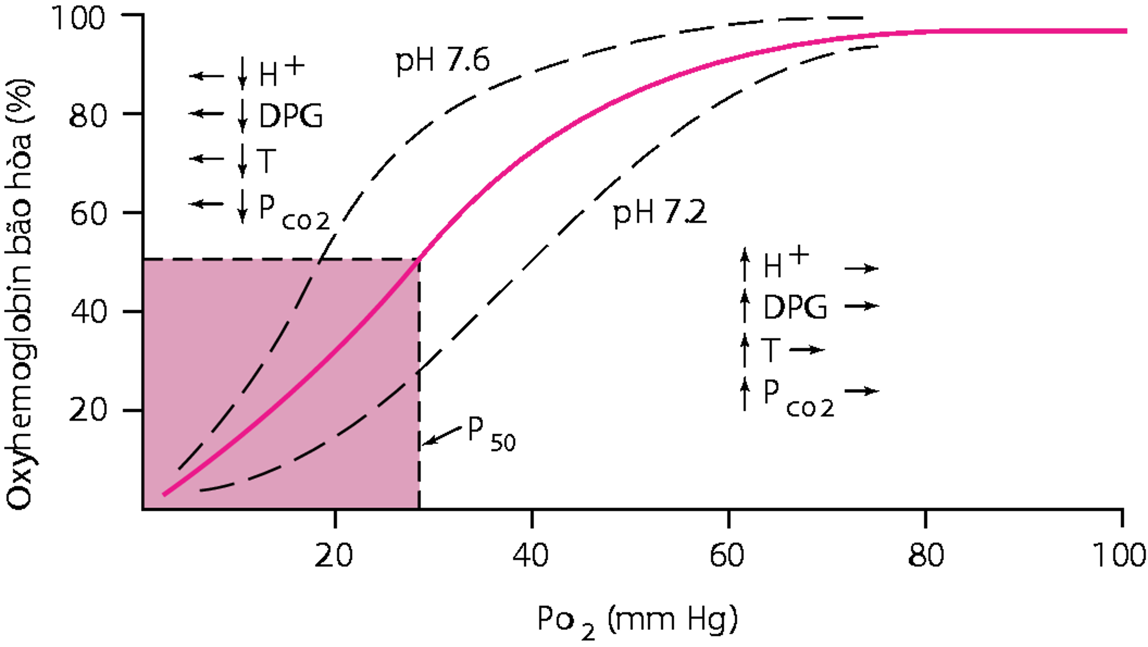 Đường cong phân ly oxyhemoglobin
