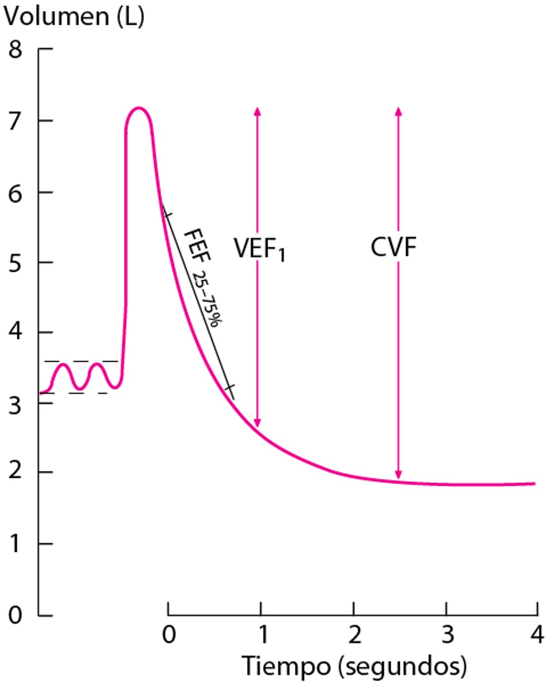 Espirometría normal