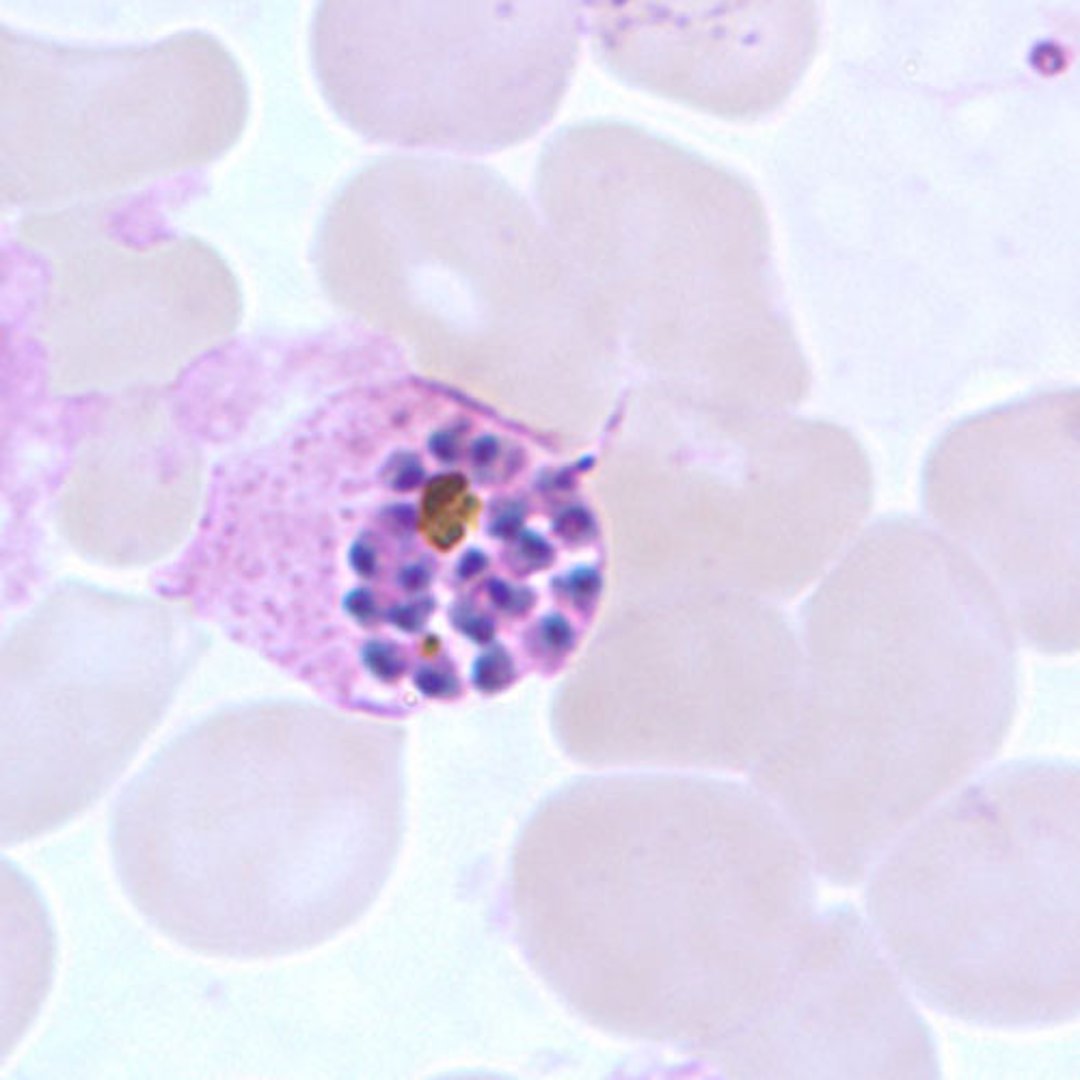 Esquizonte de <i >P. ovale</i>