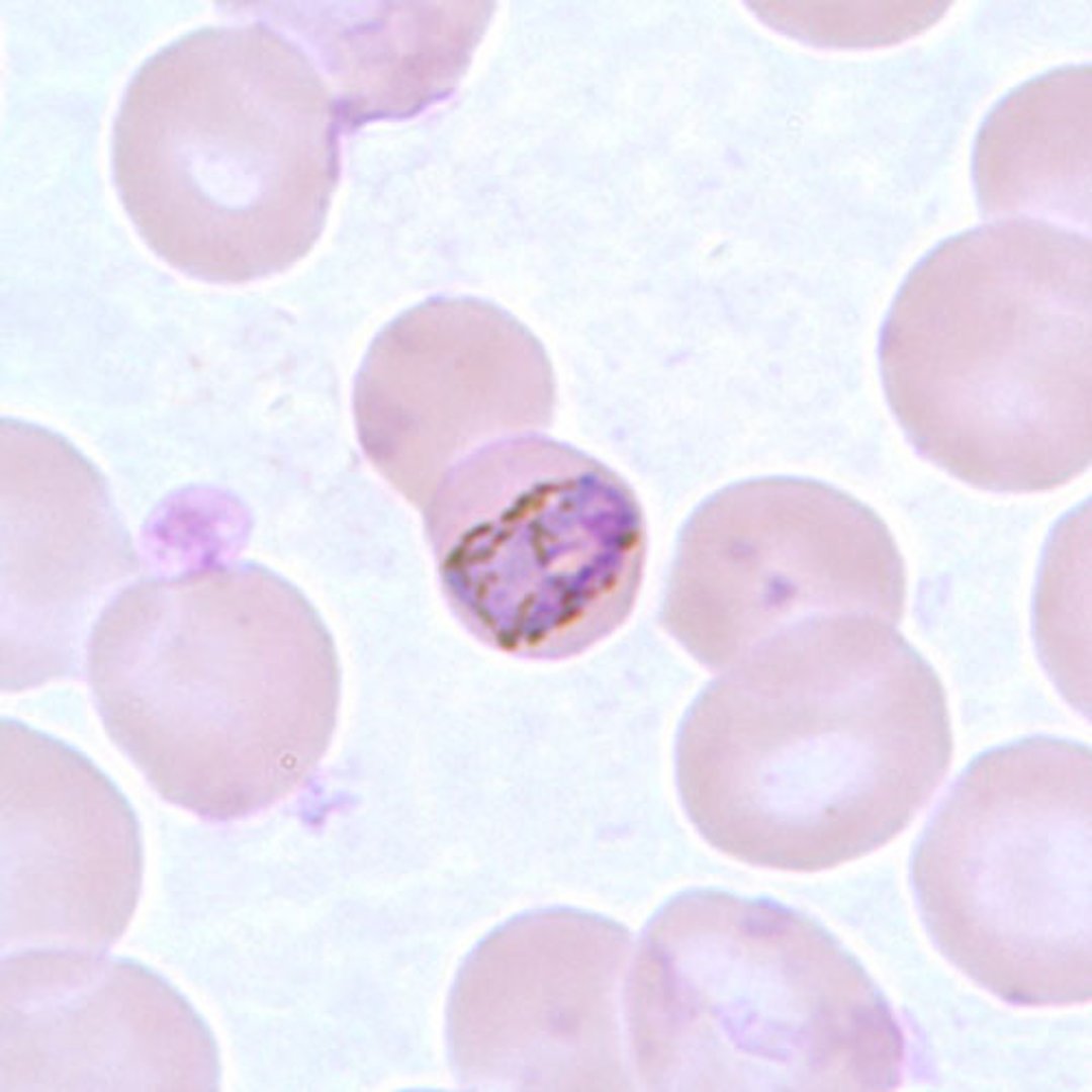 Trophozoite of <i >P. malariae</i>
