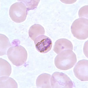 Trophozoite of P. malariae