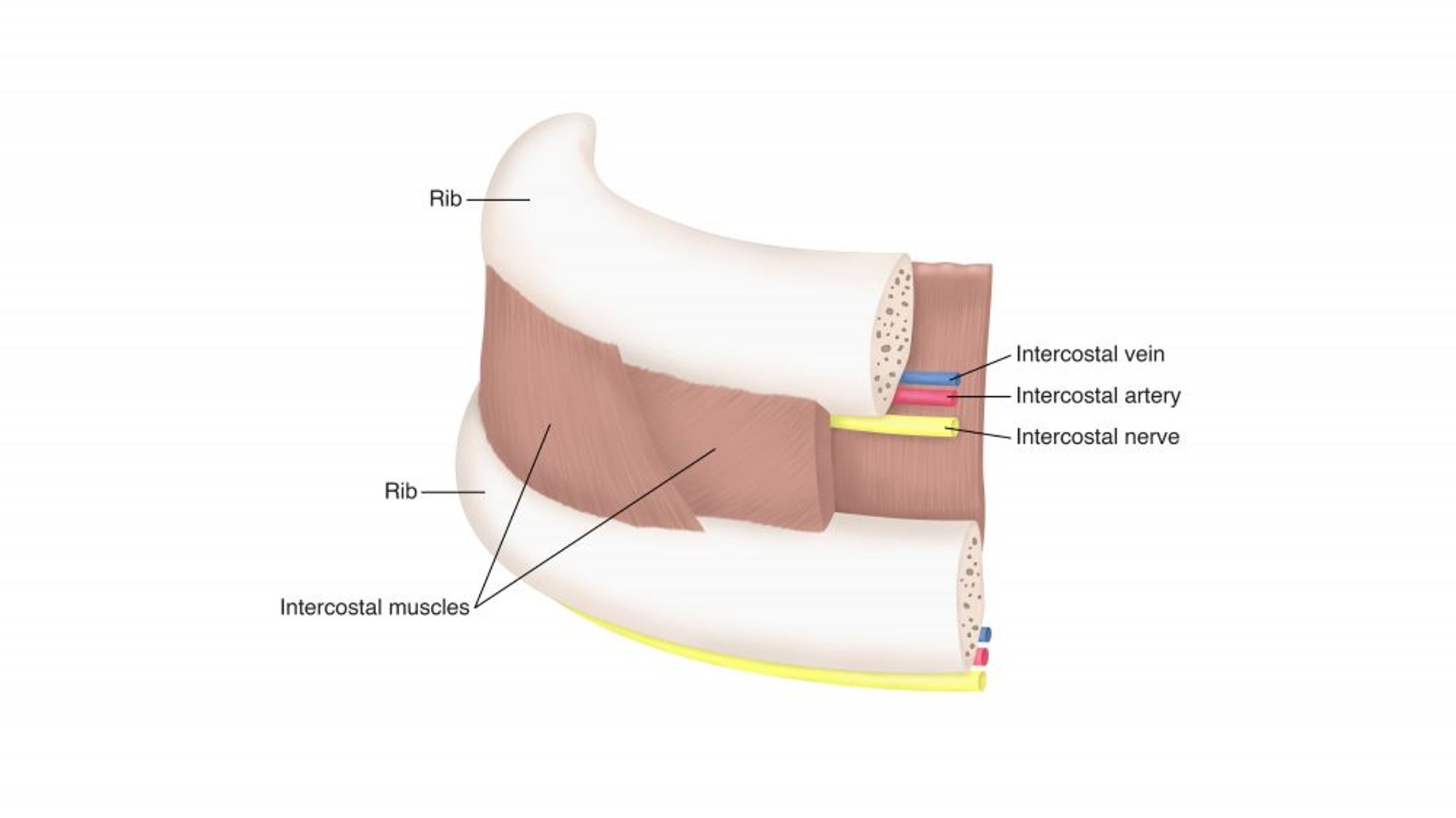 Anatomía de la costilla