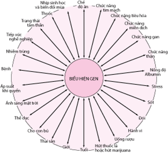 Các yếu tố di truyền, môi trường và phát triển có thể tương tác, gây ra những khác biệt về đáp ứng thuốc ở bệnh nhân