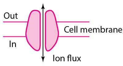 Some Types of Physiologic and Drug-Receptor Proteins