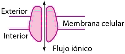 Algunos tipos de proteínas fisiológicas y receptores de fármacos