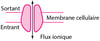 Quelques types de récepteurs protéiques physiologiques et pharmacologiques